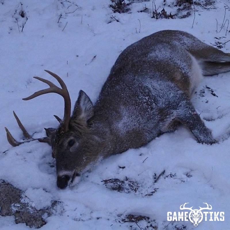 deer harvest by Daniel