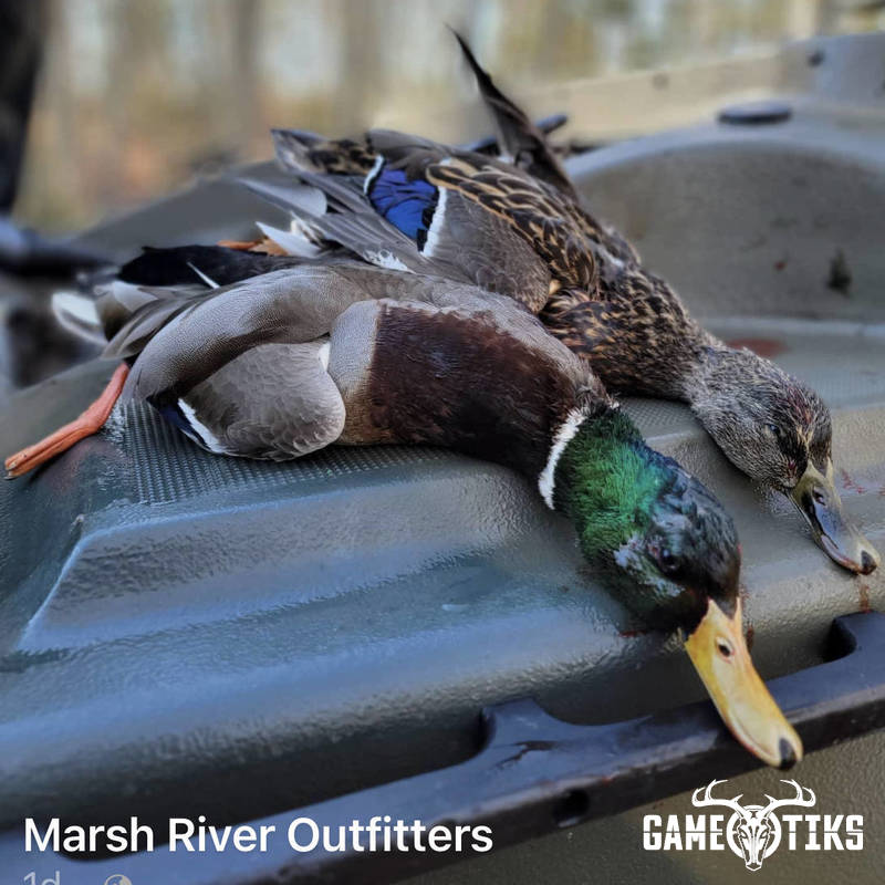waterfowl harvest by Marsh River Outfitters