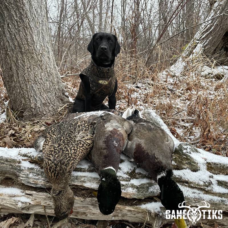 waterfowl harvest by Northeast Wilderness Outfitters