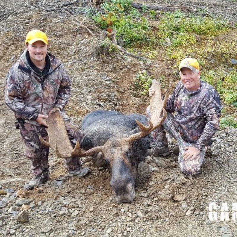 moose harvest by Chad Harner