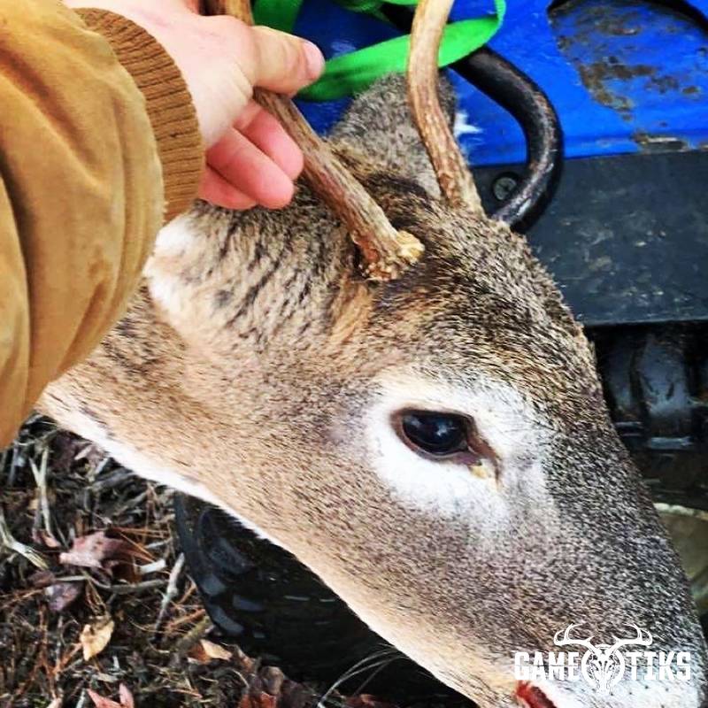 deer harvest by Darren Harriman