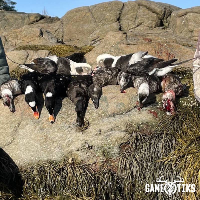 waterfowl harvest by Maine Experience Guide Service