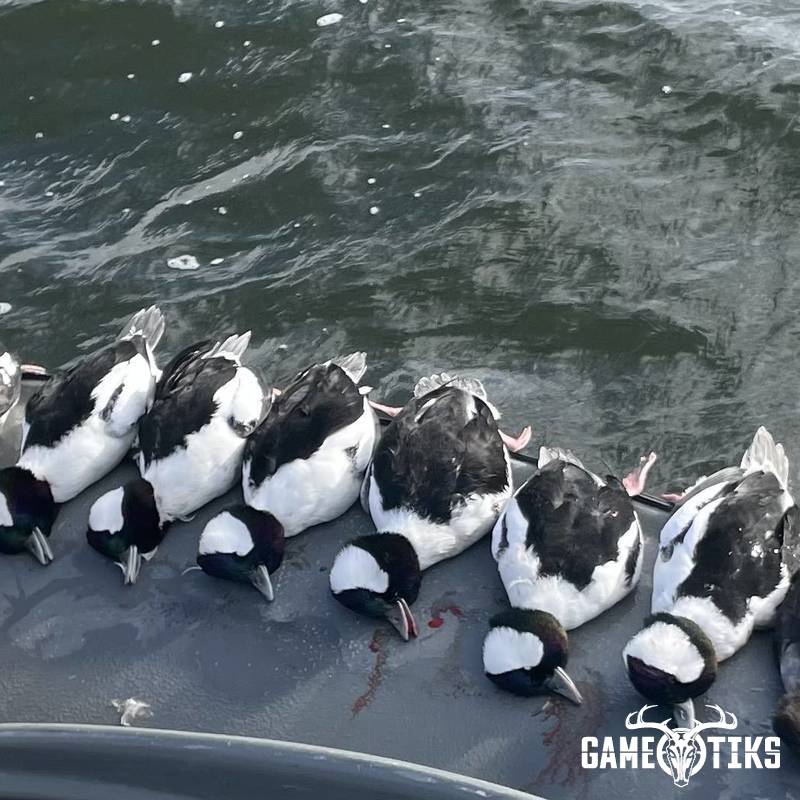 waterfowl harvest by Maine Experience Guide Service