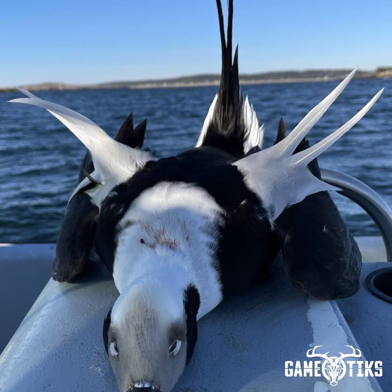waterfowl harvest by Maine Experience Guide Service