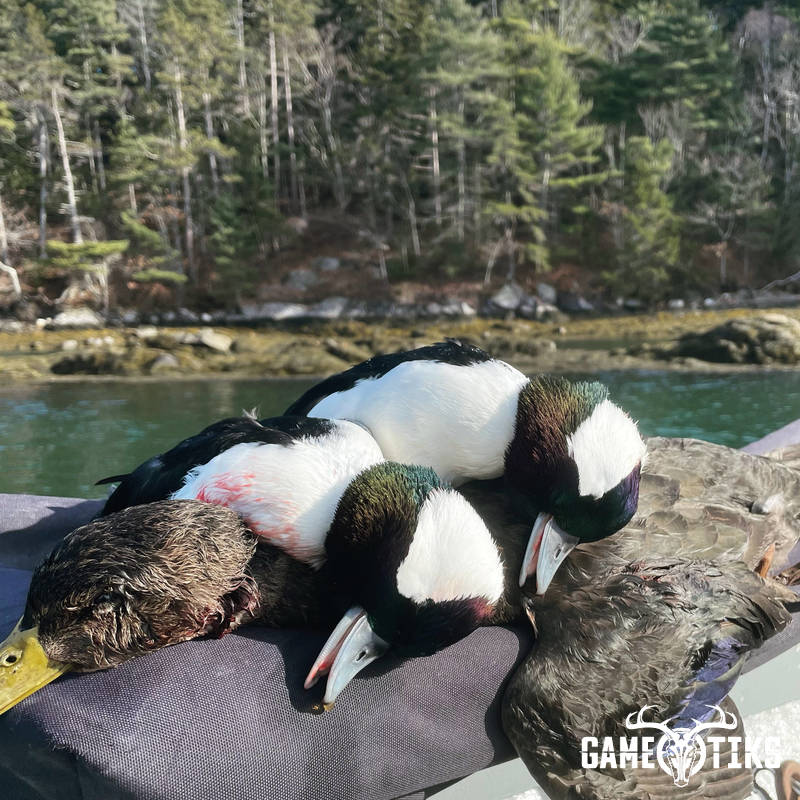 waterfowl harvest by Maine Experience Guide Service