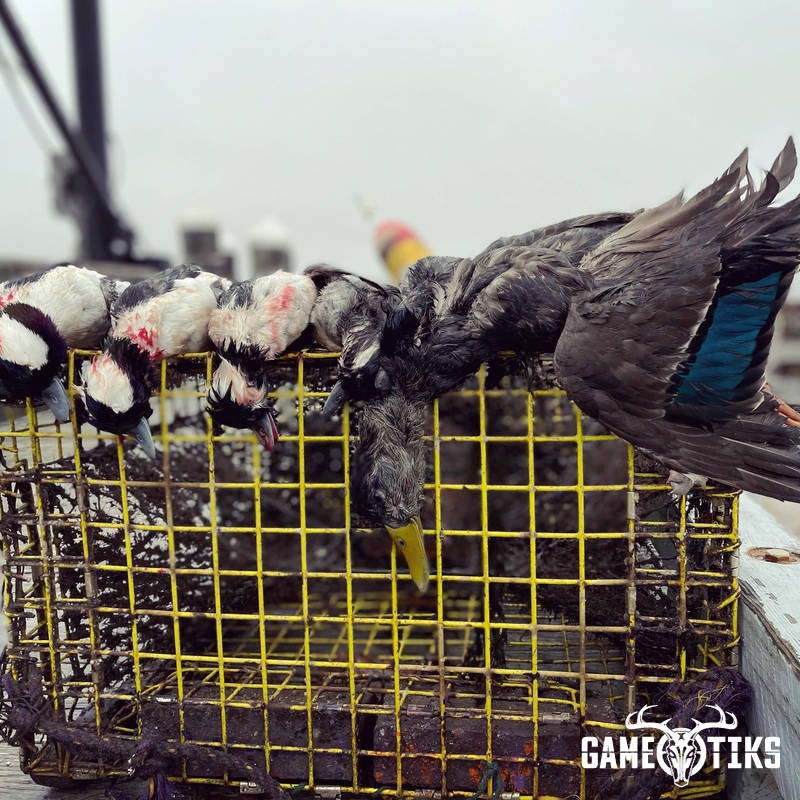 waterfowl harvest by Maine Experience Guide Service