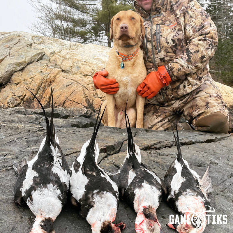 waterfowl harvest by Maine Experience Guide Service
