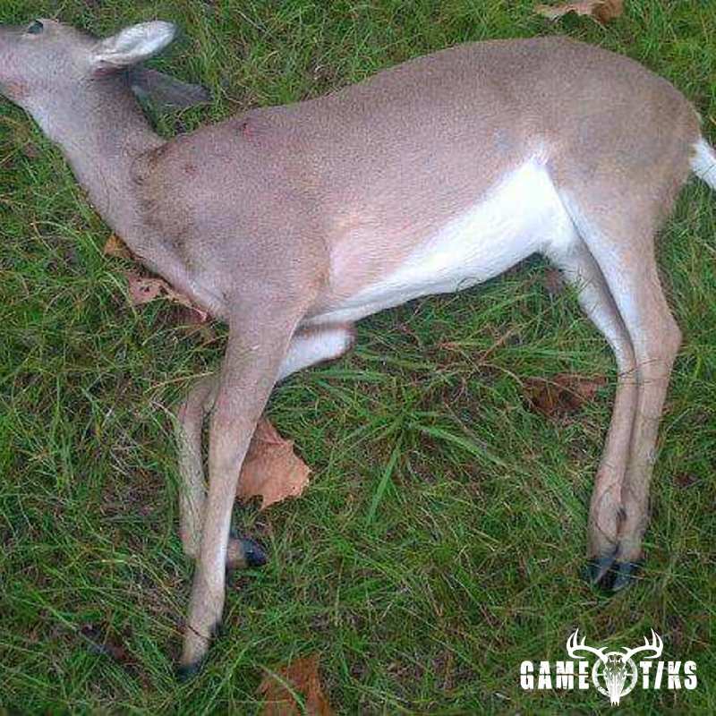 deer harvest by Reed Brown