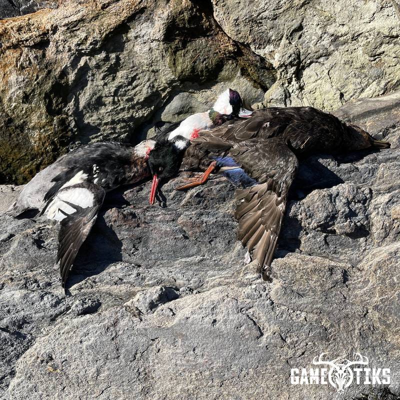 waterfowl harvest by Maine Experience Guide Service