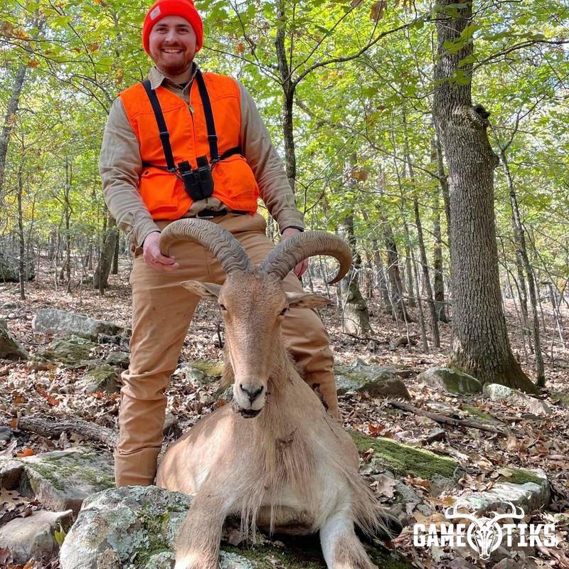 bovid harvest by Black Mountain Hunts LLC