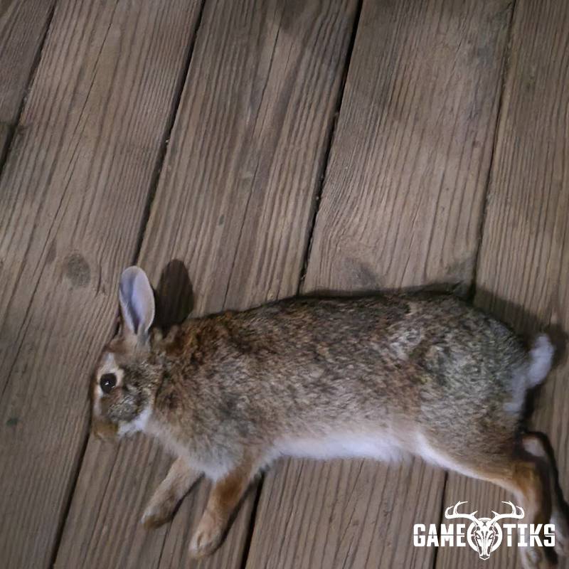 rabbit harvest by Kenneth Wolf