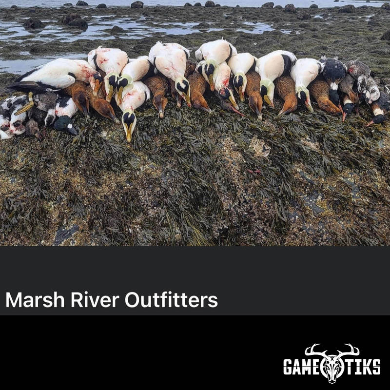 waterfowl harvest by Marsh River Outfitters
