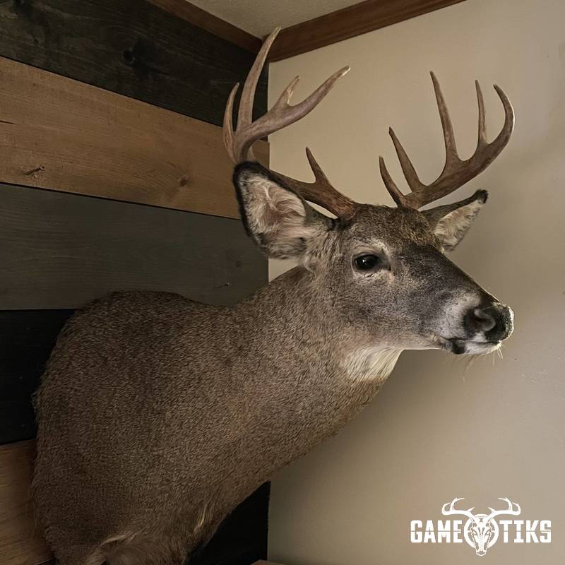 deer harvest by Matt Laite