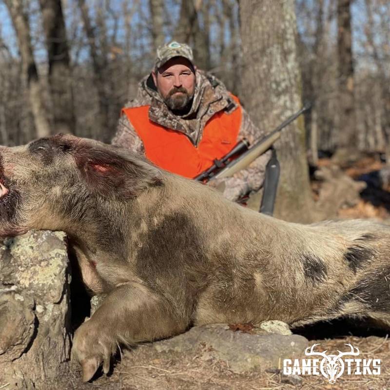 boar harvest by Black Mountain Hunts LLC