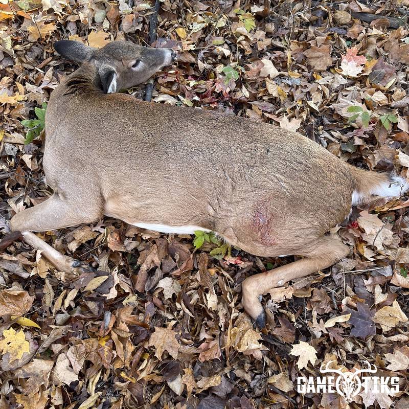 deer harvest by Austin Pahl