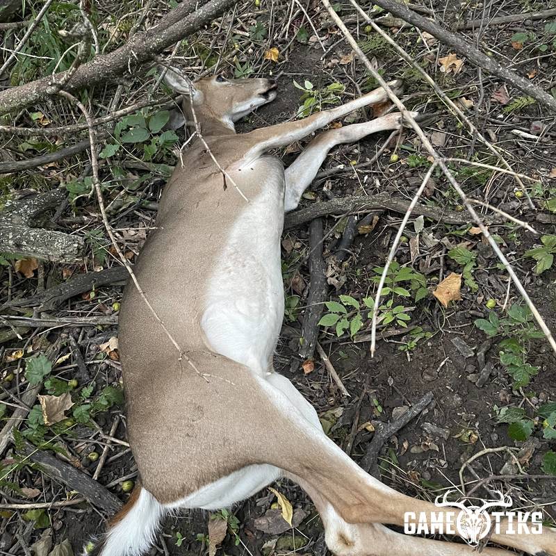 deer harvest by Austin Pahl