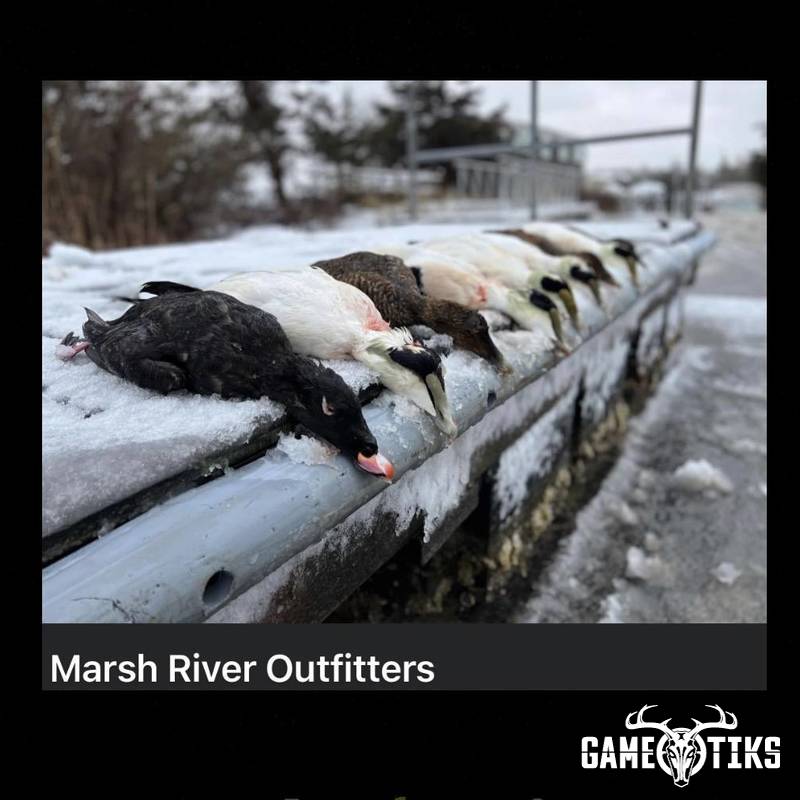 waterfowl harvest by Marsh River Outfitters