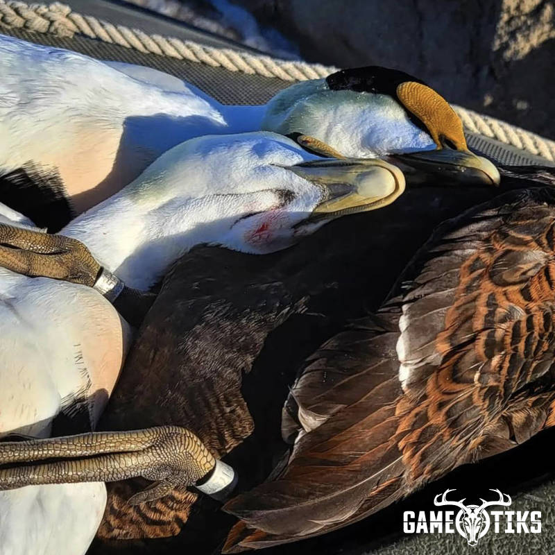 waterfowl harvest by Marsh River Outfitters