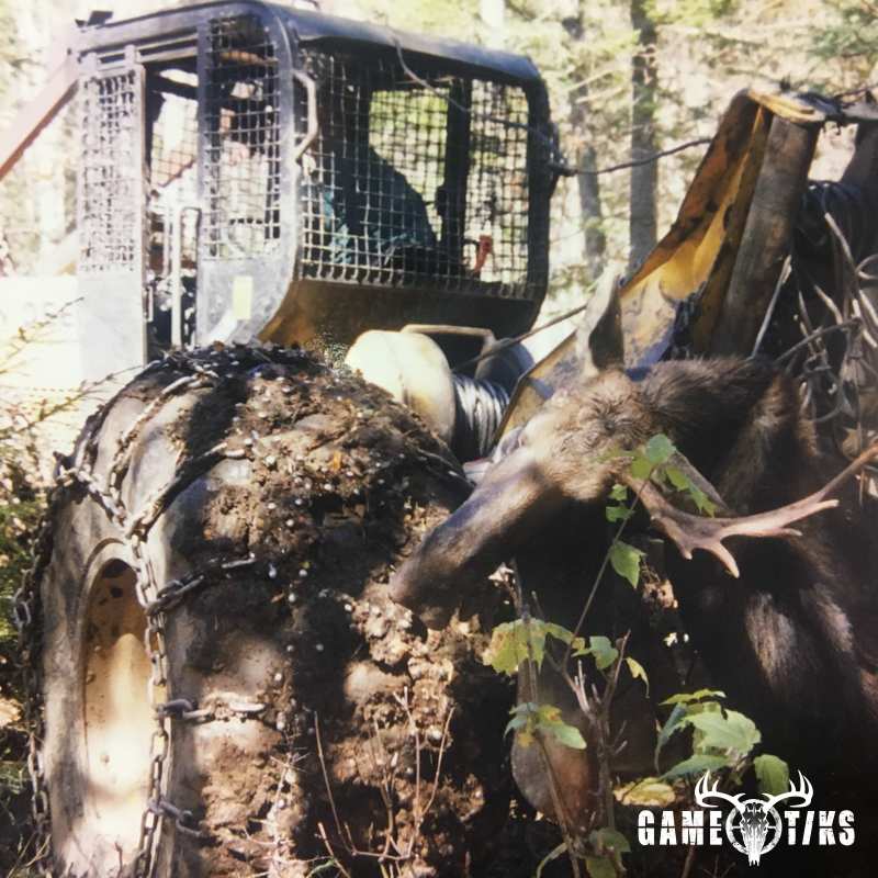 moose harvest by John Gibbs