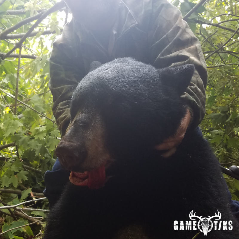 bear harvest by Benjamin Travers