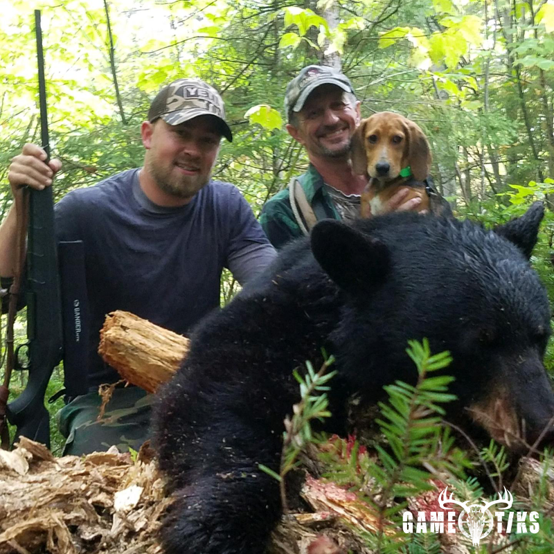 bear harvest by Benjamin Travers