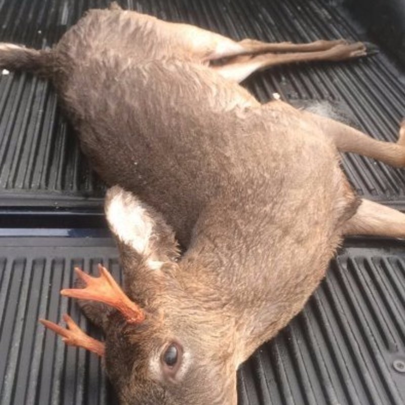 deer harvest by Cody Crowley