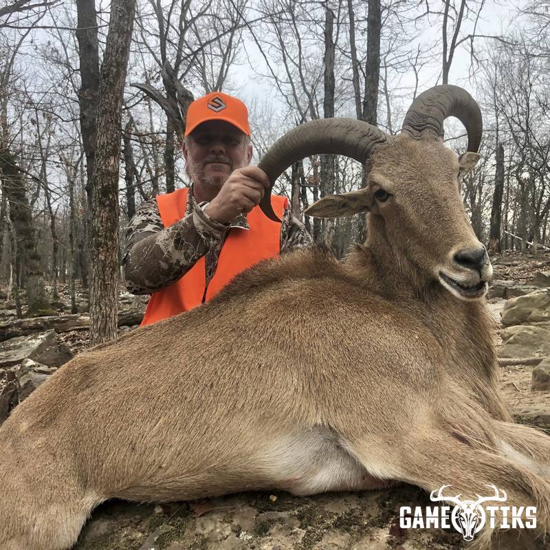 bovid harvest by Black Mountain Hunts LLC