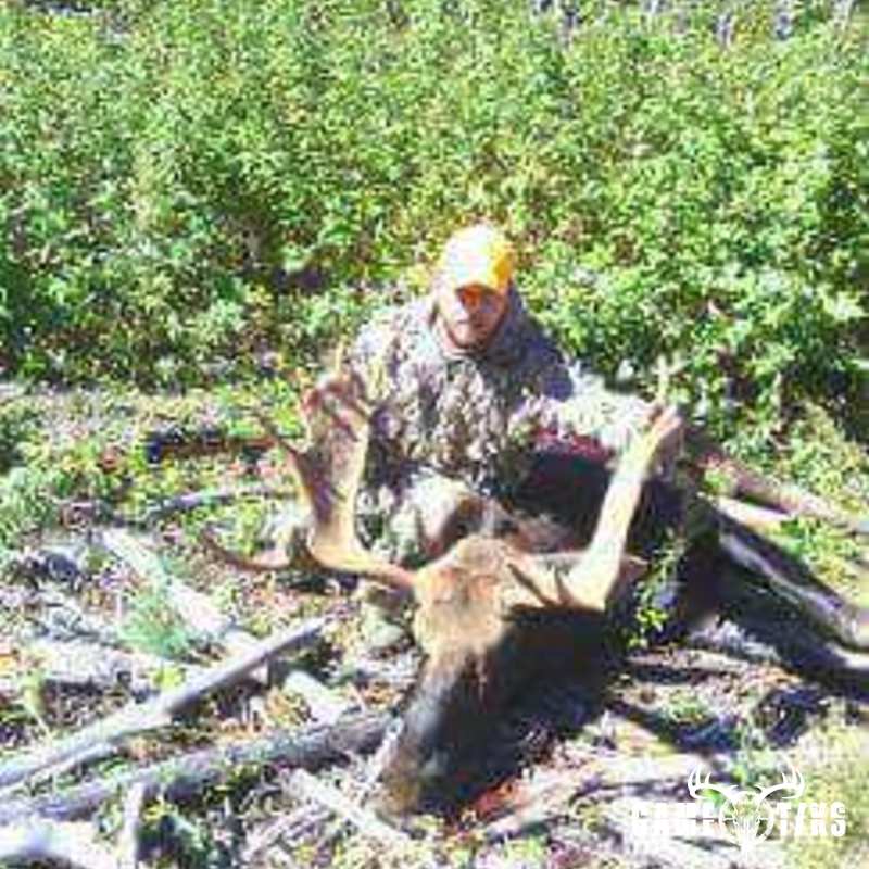 moose harvest by Dan Love