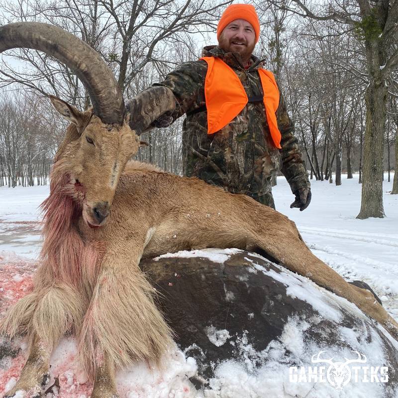 bovid harvest by Black Mountain Hunts LLC