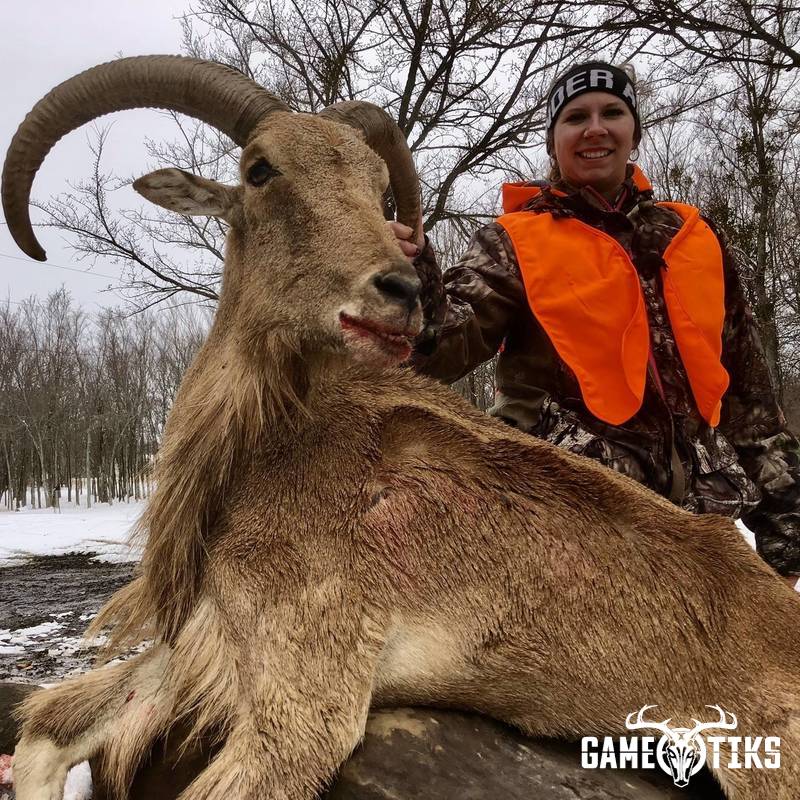 bovid harvest by Black Mountain Hunts LLC
