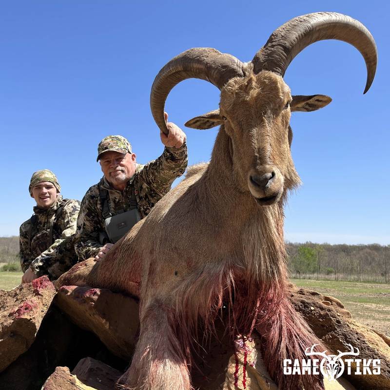 bovid harvest by Black Mountain Hunts LLC