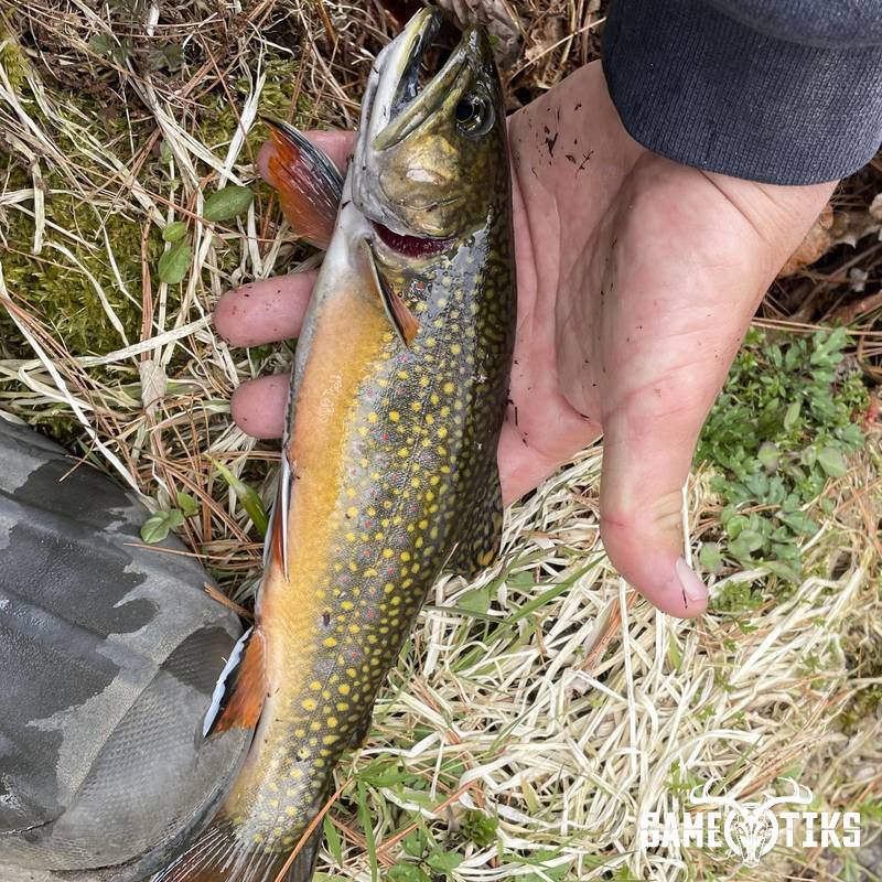 fish harvest by Matt Laite