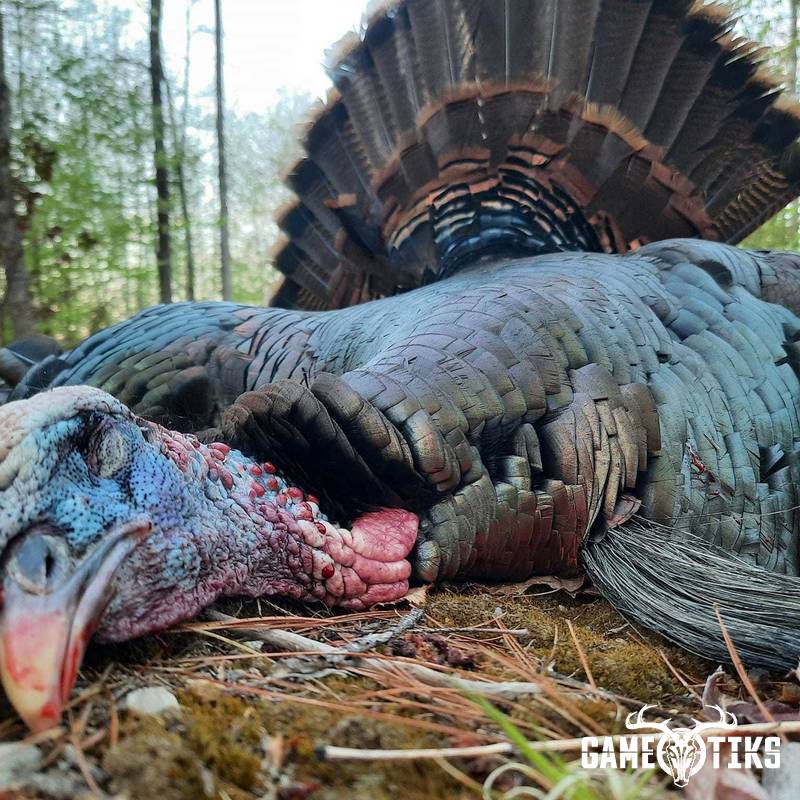 turkey harvest by Troy Fields, Traditions Guide Service