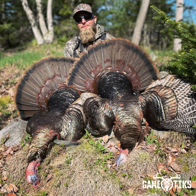 turkey harvest by Maine Experience Guide Service