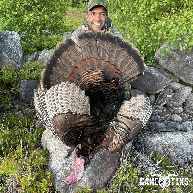 turkey harvest by Maine Experience Guide Service