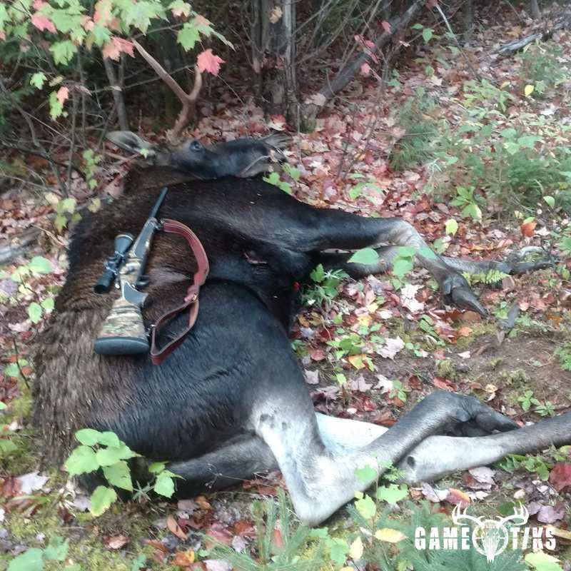moose harvest by Kevin Gallant