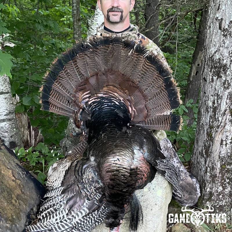 turkey harvest by Maine Experience Guide Service
