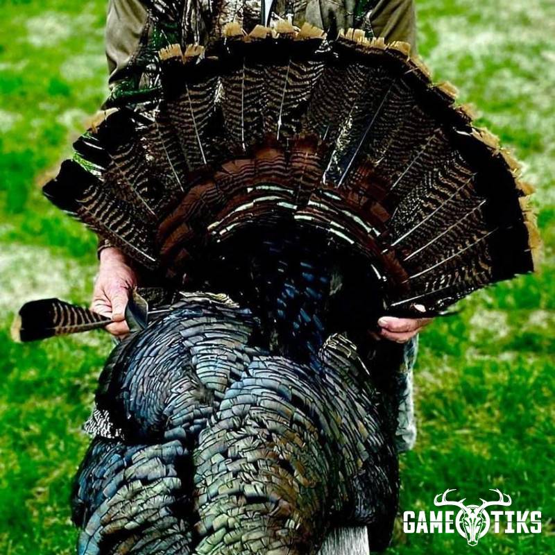 turkey harvest by Operation ReBoot Outdoors