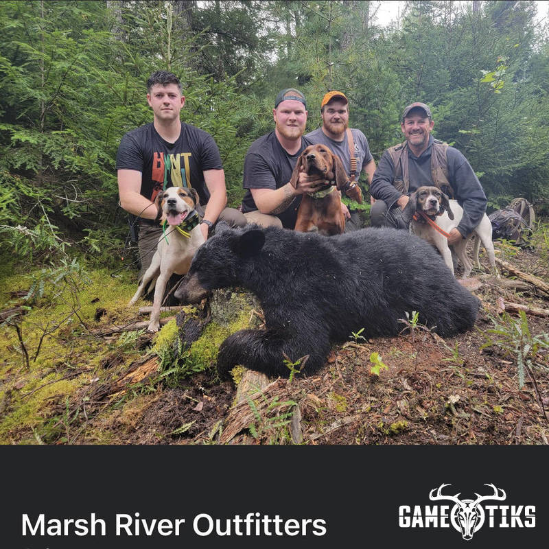 bear harvest by Marsh River Outfitters