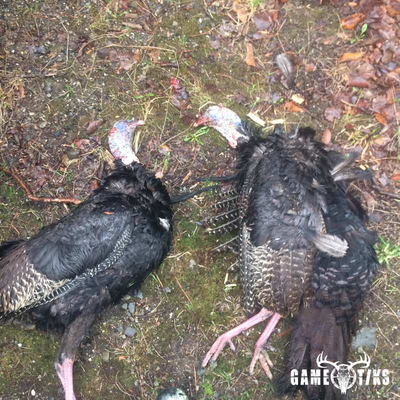 turkey harvest by Dustin Howes