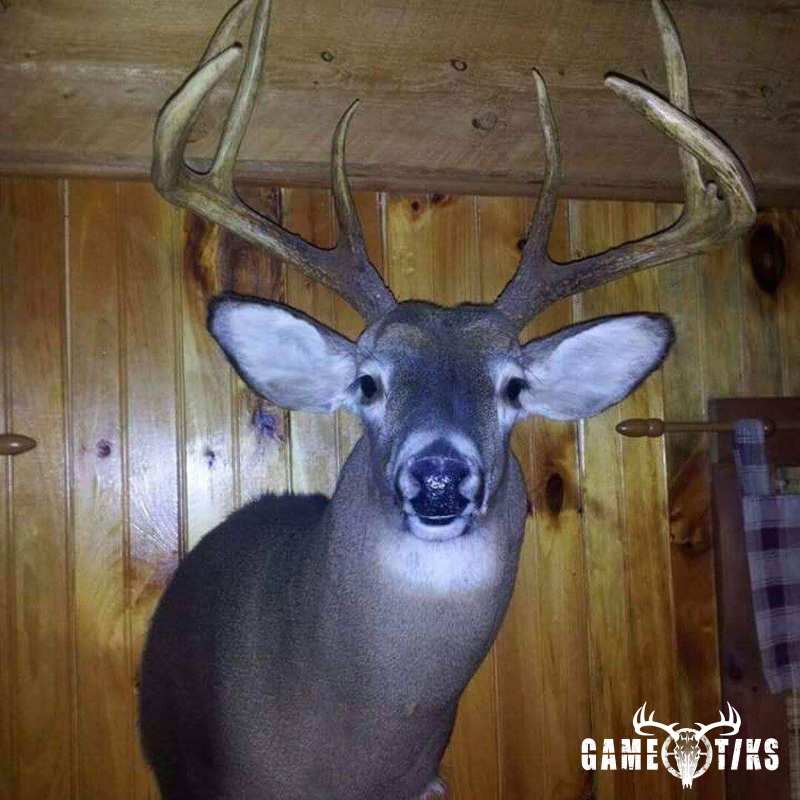 deer harvest by Dustin Howes