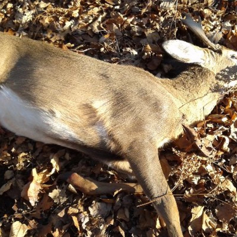 deer harvest by Cole Tiemann