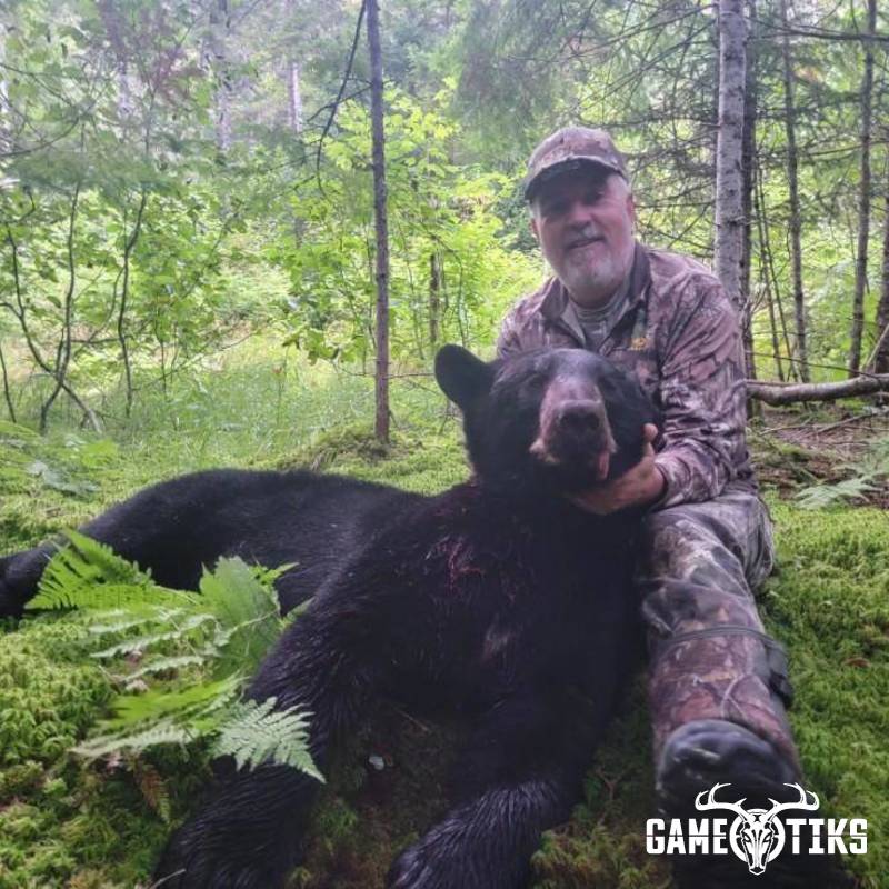 bear harvest by Northeast Wilderness Outfitters