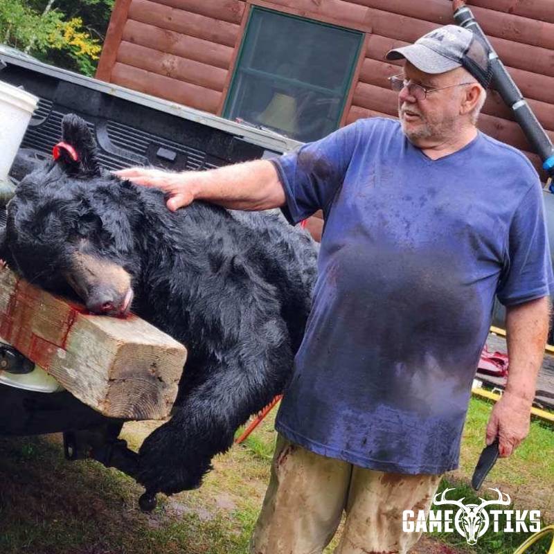 bear harvest by Northeast Wilderness Outfitters