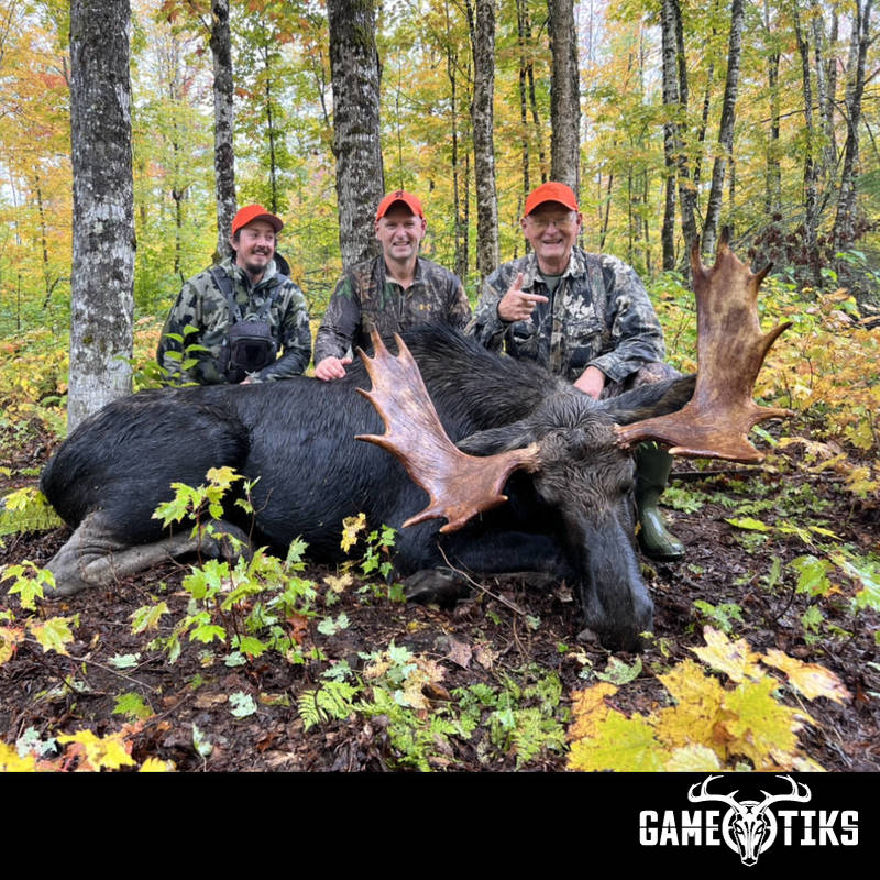 moose harvest by Marsh River Outfitters