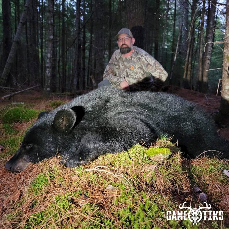 bear harvest by Roger Burwell