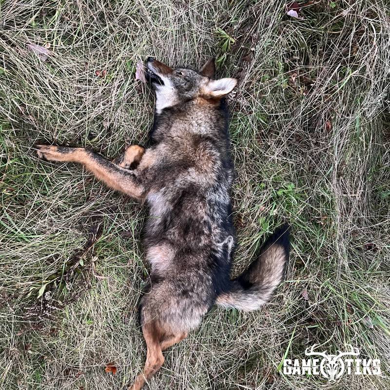 canine harvest by Brandon Mitchell