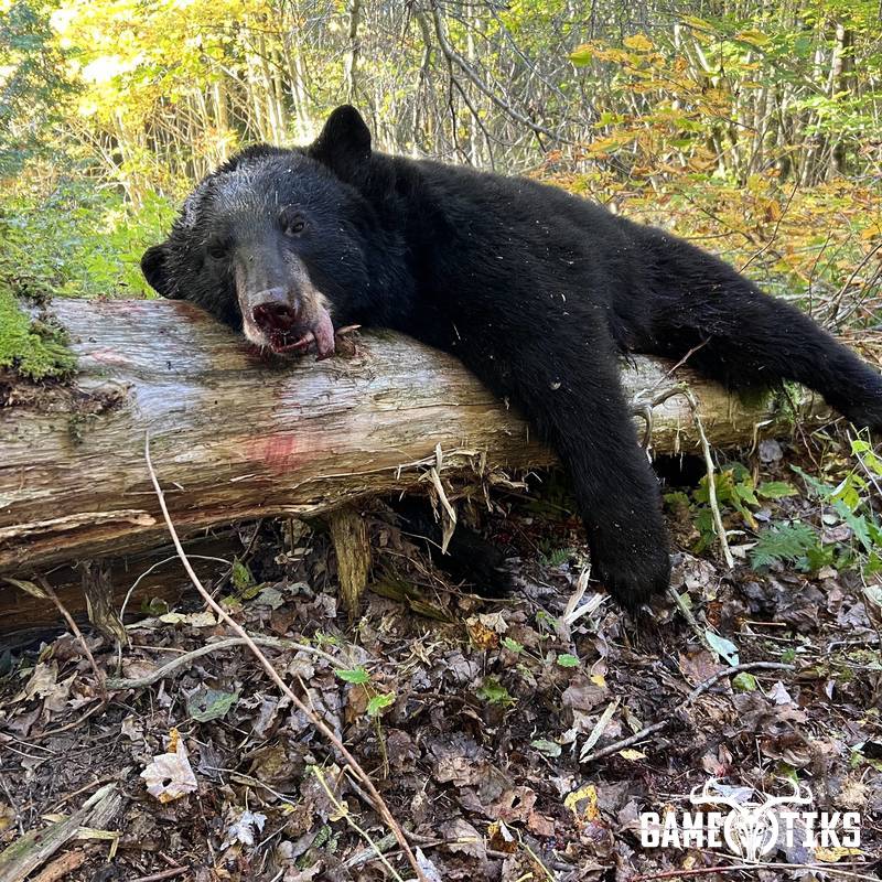 bear harvest by Brandon Mitchell