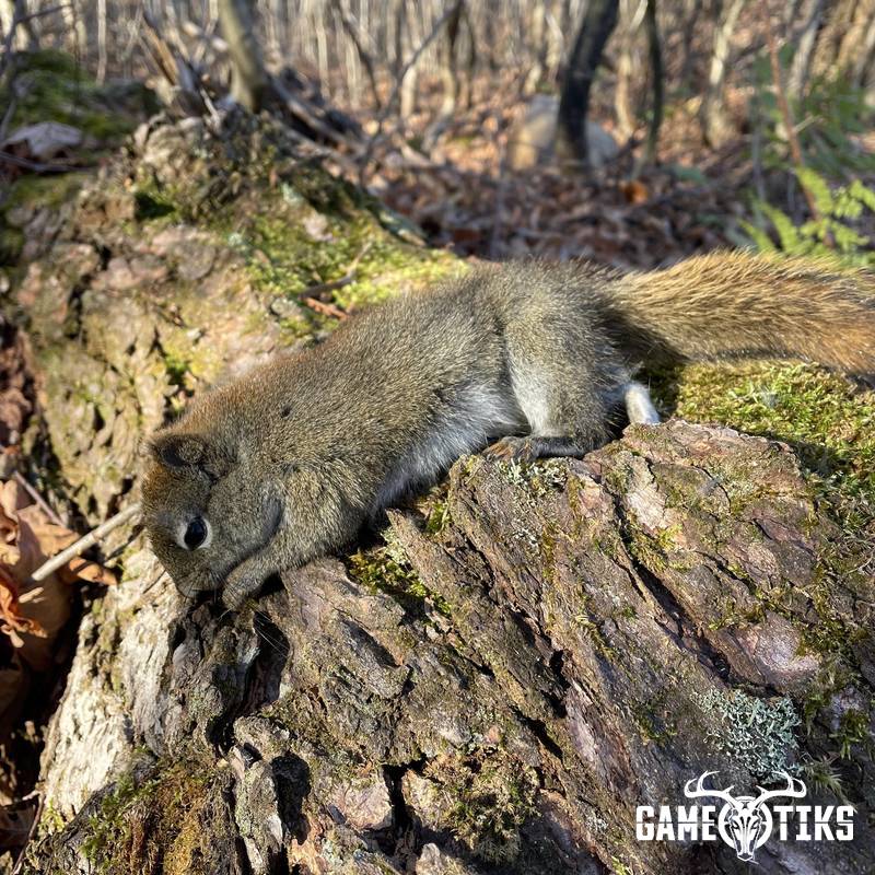 squirrel harvest by Perry Hatch