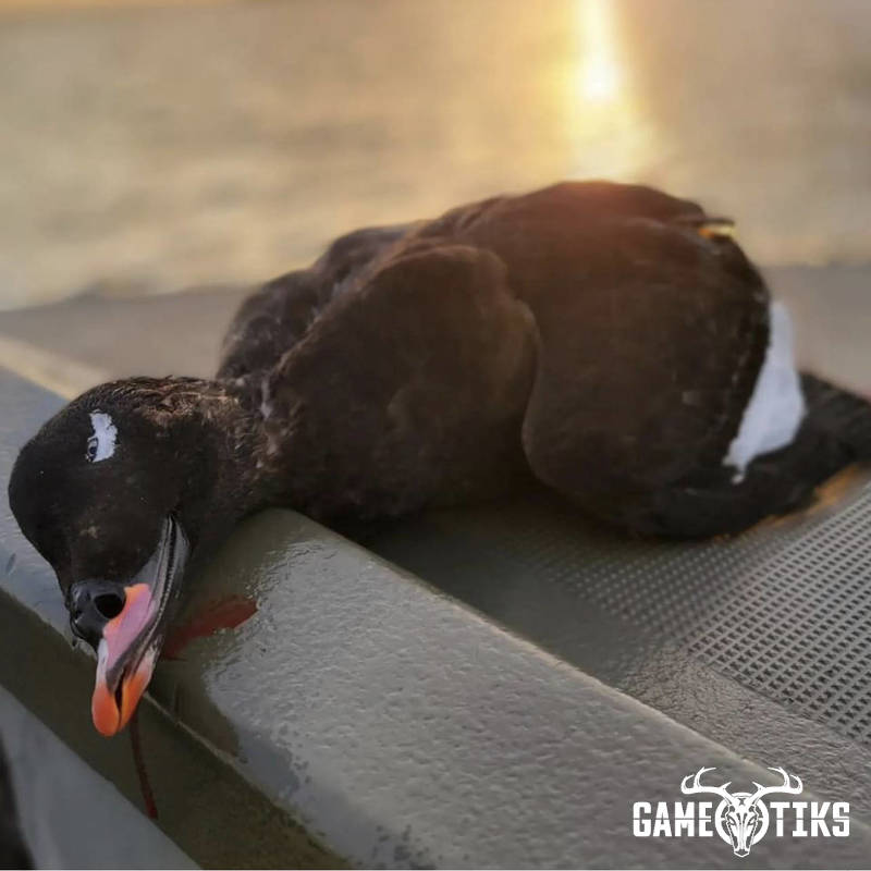 waterfowl harvest by Marsh River Outfitters
